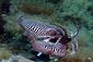 Cuttlefish